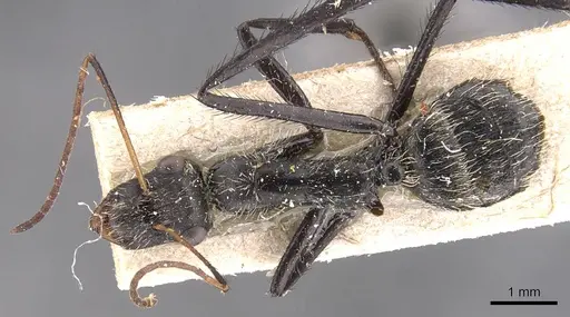 Camponotus obtritus specimen CASENT0905534 image casent0905534_1