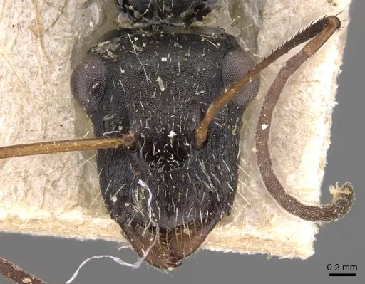 Camponotus obtritus specimen CASENT0905534 image casent0905534_2