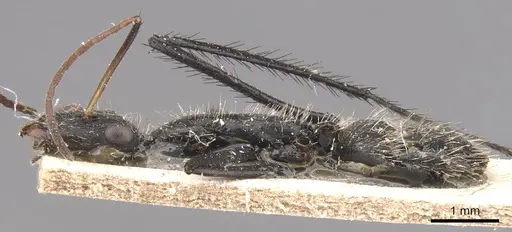Camponotus obtritus specimen CASENT0905534 image casent0905534_3