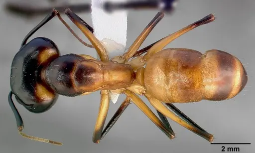 Camponotus ocreatus specimen CASENT0005348 image casent0005348_1