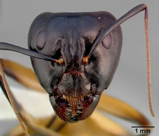 Camponotus ocreatus specimen CASENT0005348 image casent0005348_2