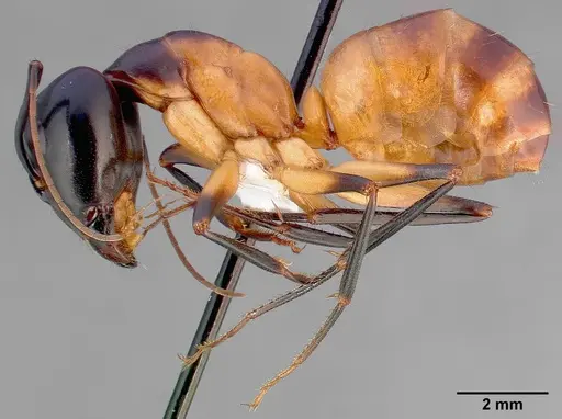 Camponotus ocreatus specimen CASENT0005348 image casent0005348_3