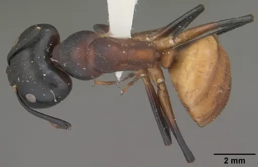 Camponotus ocreatus specimen CASENT0102777 image casent0102777_1