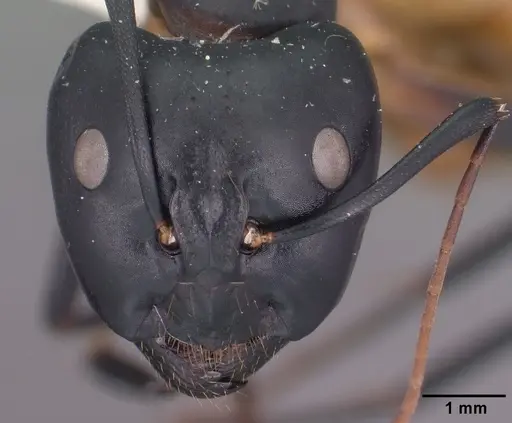 Camponotus ocreatus specimen CASENT0102777 image casent0102777_2