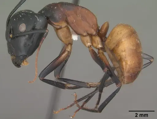 Camponotus ocreatus specimen CASENT0102777 image casent0102777_3