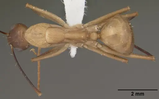 Camponotus ocreatus specimen CASENT0102778 image casent0102778_1