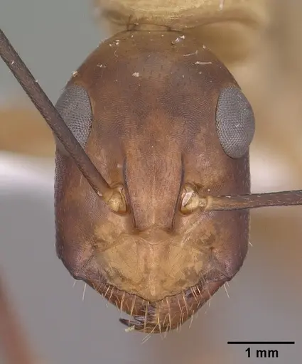 Camponotus ocreatus specimen CASENT0102778 image casent0102778_2