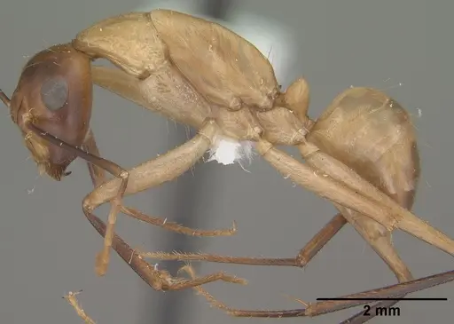 Camponotus ocreatus specimen CASENT0102778 image casent0102778_3