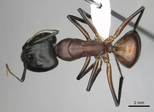 Camponotus ocreatus specimen CASENT0280035 image casent0280035_1