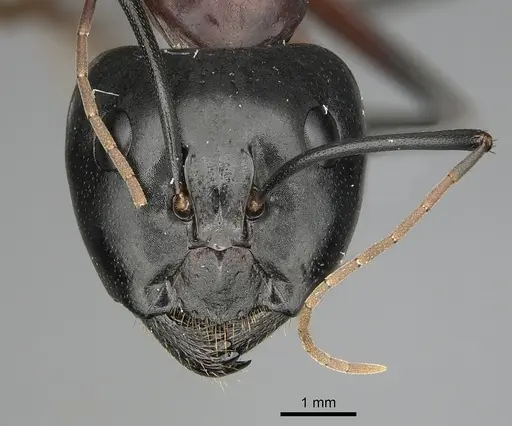Camponotus ocreatus specimen CASENT0280035 image casent0280035_2