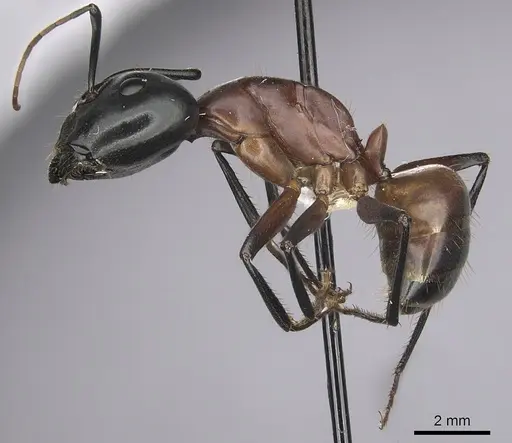 Camponotus ocreatus specimen CASENT0280035 image casent0280035_3