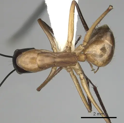 Camponotus ocreatus specimen CASENT0280036 image casent0280036_1