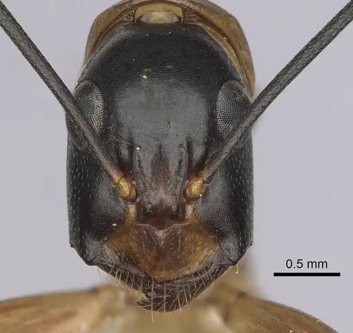 Camponotus ocreatus specimen CASENT0280036 image casent0280036_2