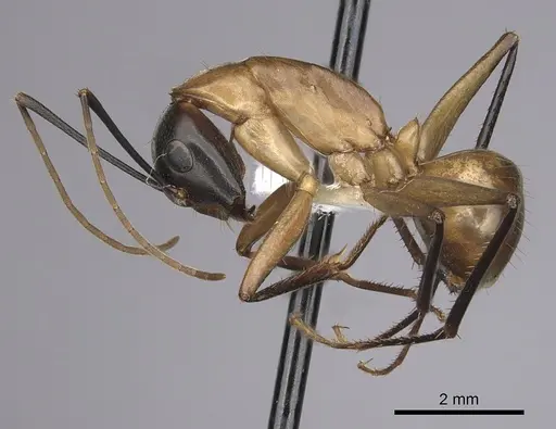 Camponotus ocreatus specimen CASENT0280036 image casent0280036_3