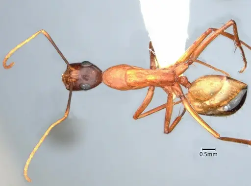 Camponotus ocreatus specimen CASENT0882186 image casent0882186_1