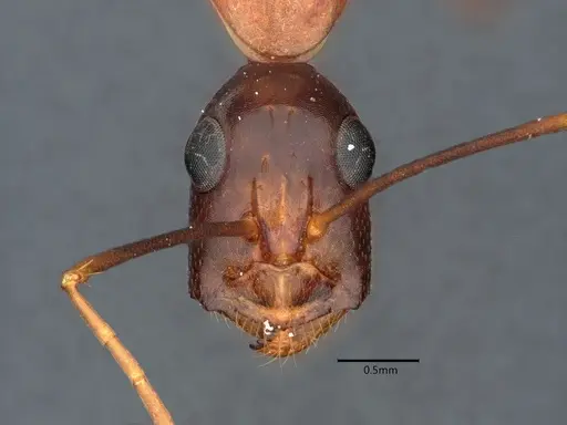 Camponotus ocreatus specimen CASENT0882186 image casent0882186_2