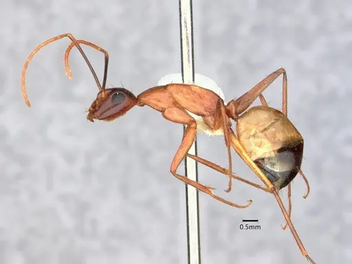 Camponotus ocreatus specimen CASENT0882186 image casent0882186_3