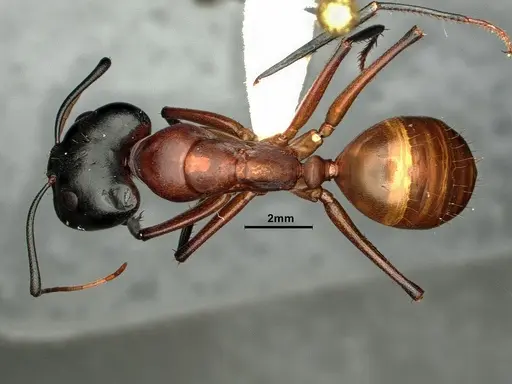 Camponotus ocreatus specimen CASENT0884090 image casent0884090_1