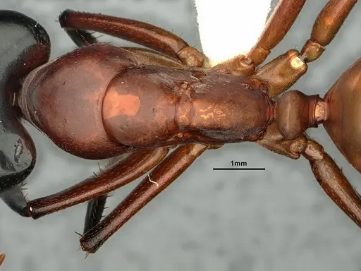 Camponotus ocreatus specimen CASENT0884090 image casent0884090_2