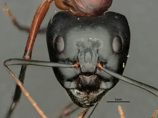 Camponotus ocreatus specimen CASENT0884090 image casent0884090_3