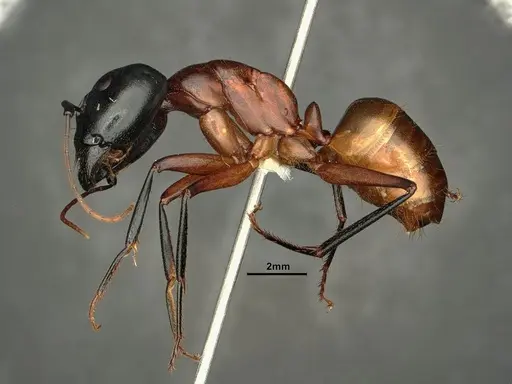 Camponotus ocreatus specimen CASENT0884090 image casent0884090_4