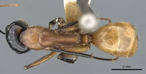 Camponotus ocreatus specimen CASENT0905194 image casent0905194_1