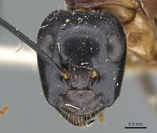 Camponotus ocreatus specimen CASENT0905194 image casent0905194_2