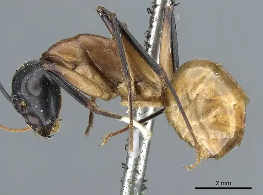 Camponotus ocreatus specimen CASENT0905194 image casent0905194_3