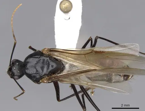 Camponotus ocreatus specimen CASENT0923091 image casent0923091_1