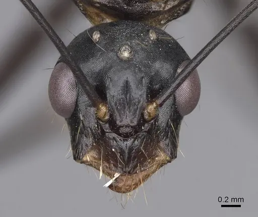 Camponotus ocreatus specimen CASENT0923091 image casent0923091_2