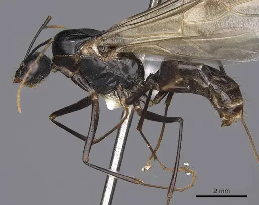 Camponotus ocreatus specimen CASENT0923091 image casent0923091_3