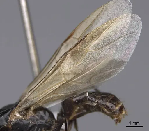 Camponotus ocreatus specimen CASENT0923091 image casent0923091_4