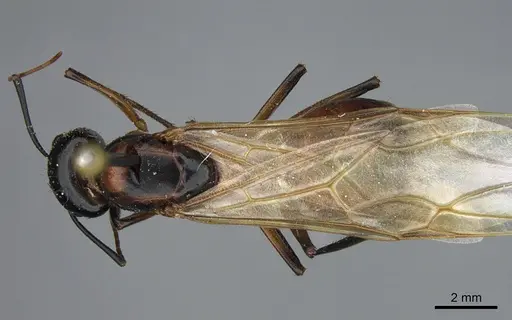 Camponotus ocreatus specimen CASENT0923693 image casent0923693_1