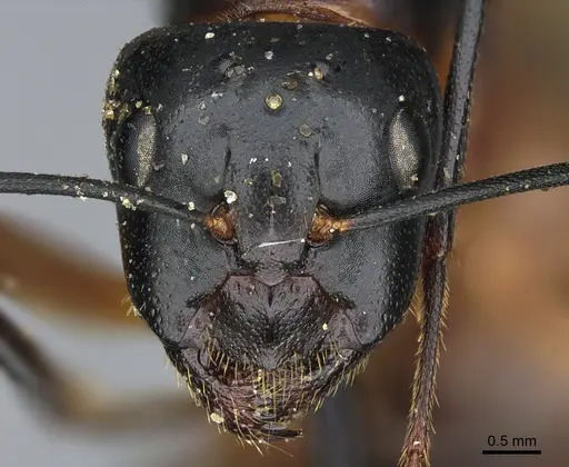Camponotus ocreatus specimen CASENT0923693 image casent0923693_2