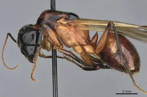 Camponotus ocreatus specimen CASENT0923693 image casent0923693_3