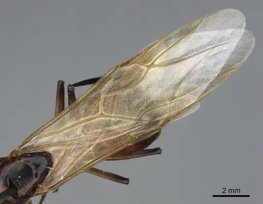 Camponotus ocreatus specimen CASENT0923693 image casent0923693_4