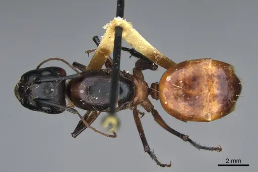 Camponotus ocreatus specimen CASENT0923694 image casent0923694_1