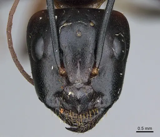 Camponotus ocreatus specimen CASENT0923694 image casent0923694_2