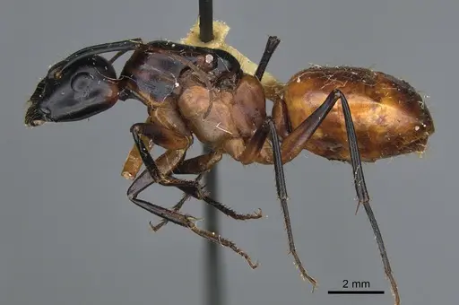 Camponotus ocreatus specimen CASENT0923694 image casent0923694_3