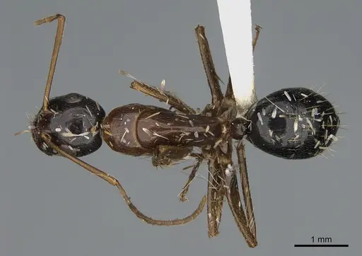 Camponotus ocreatus specimen CASENT0923695 image casent0923695_1