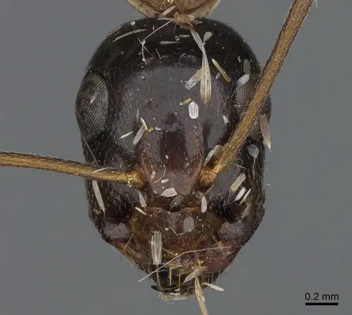Camponotus ocreatus specimen CASENT0923695 image casent0923695_2