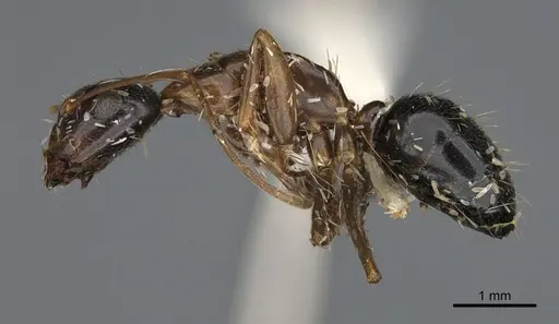 Camponotus ocreatus specimen CASENT0923695 image casent0923695_3