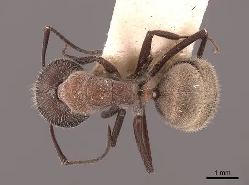 Camponotus ocreatus specimen FMNHINS0000062299 image fmnhins0000062299_1