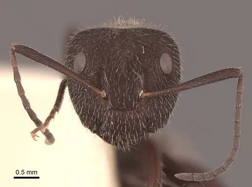 Camponotus ocreatus specimen FMNHINS0000062299 image fmnhins0000062299_2