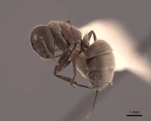 Camponotus ocreatus specimen FMNHINS0000062299 image fmnhins0000062299_3