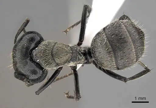 Camponotus oculatior specimen CASENT0317019 image casent0317019_1