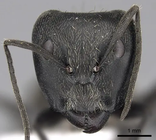 Camponotus oculatior specimen CASENT0317019 image casent0317019_2