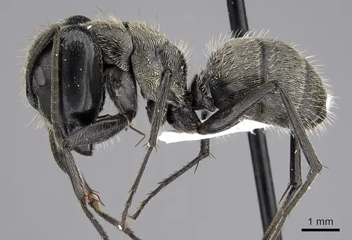 Camponotus oculatior specimen CASENT0317019 image casent0317019_3