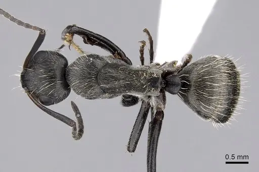 Camponotus oculatior specimen CASENT0415595 image casent0415595_1
