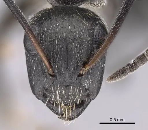 Camponotus oculatior specimen CASENT0415595 image casent0415595_2